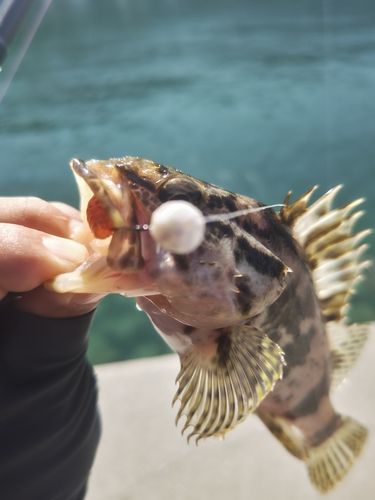 タケノコメバルの釣果