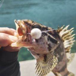 タケノコメバル