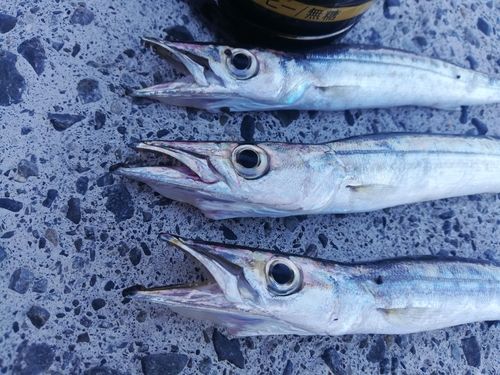 カマスの釣果