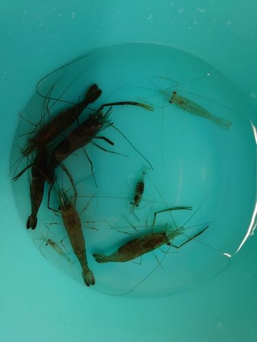 テナガエビの釣果