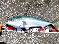 ハマチの釣果