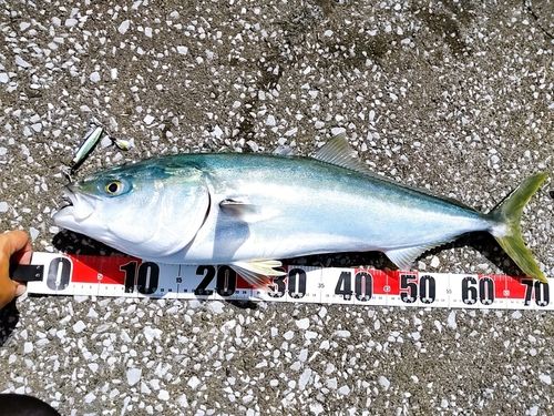 ハマチの釣果