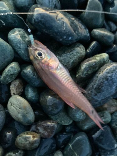 ネンブツダイの釣果