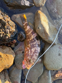 キジハタの釣果