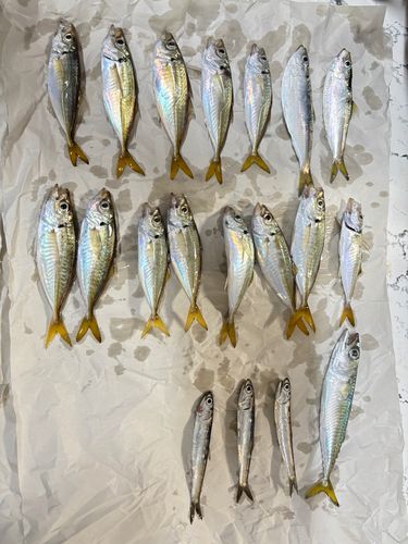 アジの釣果