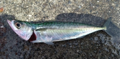 マサバの釣果