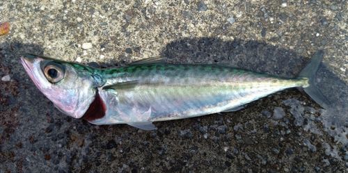 マサバの釣果