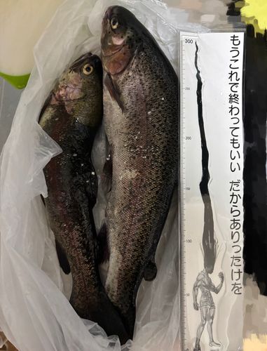 ニジマスの釣果