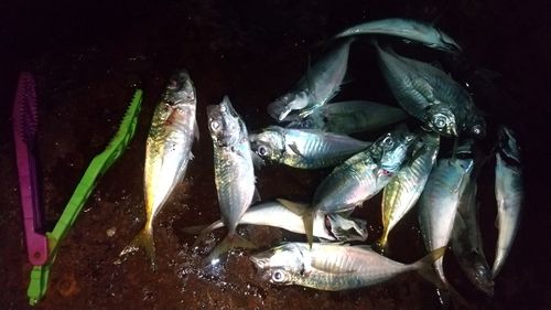 マアジの釣果