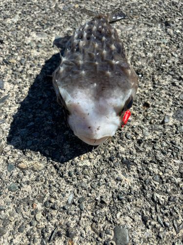 ハリセンボンの釣果