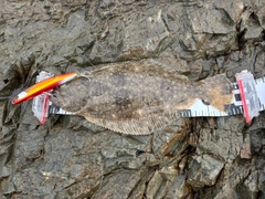 ソゲの釣果
