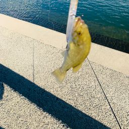 スモールマウスバス