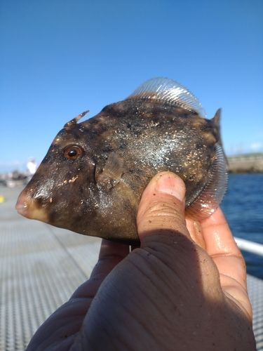 カワハギの釣果