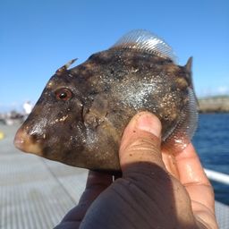 カワハギ
