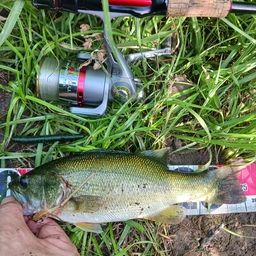 ラージマウスバス