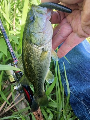 ラージマウスバスの釣果