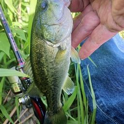 ラージマウスバス