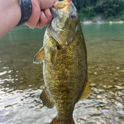 スモールマウスバス