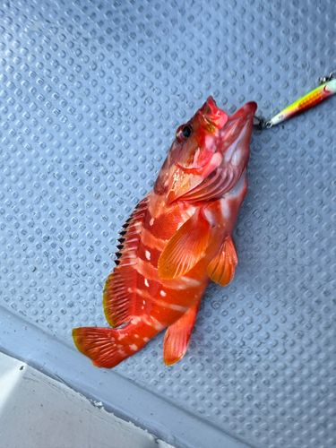 アカハタの釣果