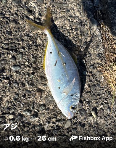 シマアジの釣果