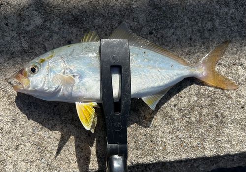 ネリゴの釣果