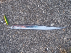 タチウオの釣果