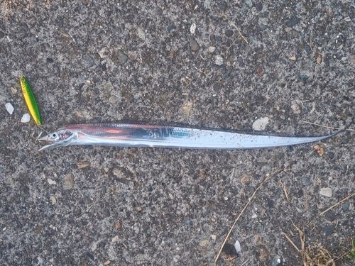 タチウオの釣果