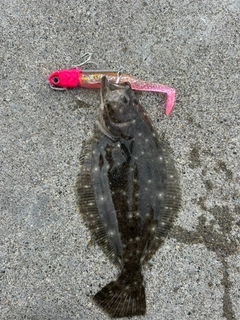 ソゲの釣果