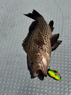 オオモンハタの釣果