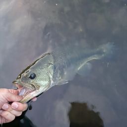 ブラックバス