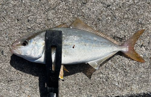 ネリゴの釣果