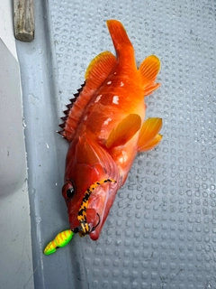 アカハタの釣果