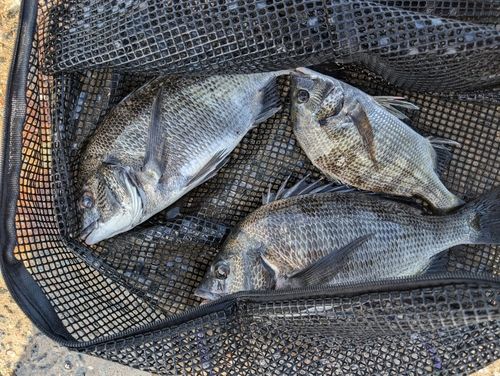 クロダイの釣果
