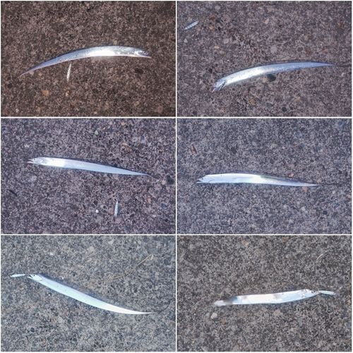 タチウオの釣果