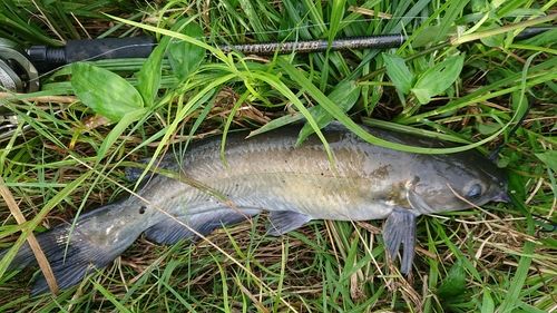 アメリカナマズ