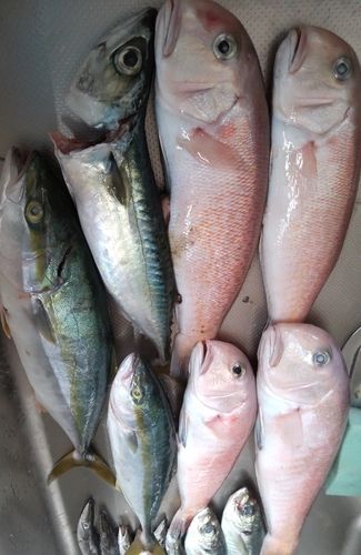 シロアマダイの釣果