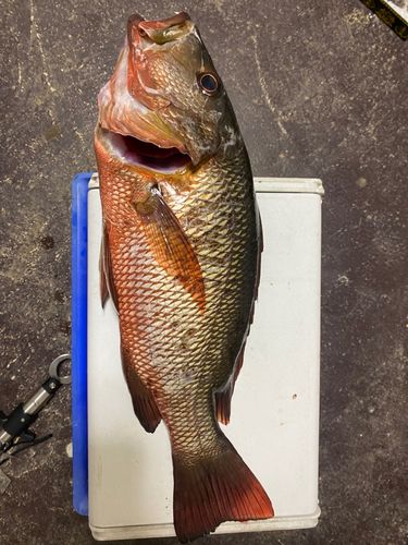 マングローブジャックの釣果