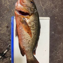 マングローブジャック