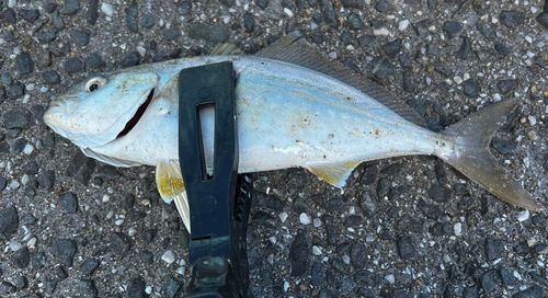 ネリゴの釣果
