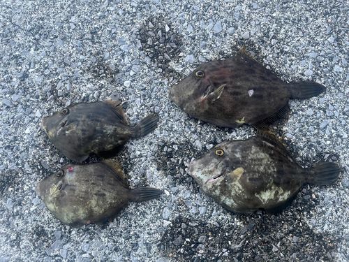 カワハギの釣果