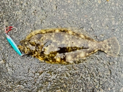 ヒラメの釣果
