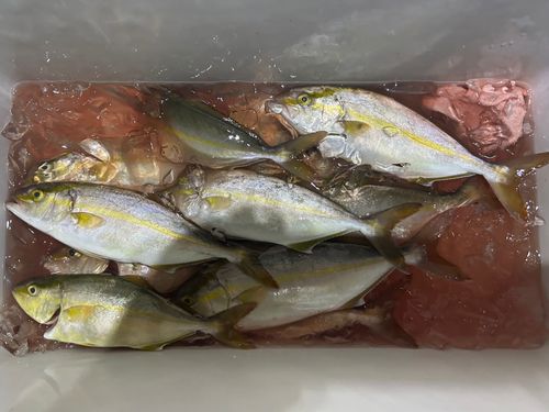 カンパチの釣果