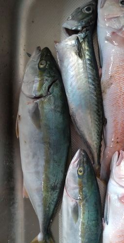 ハマチの釣果