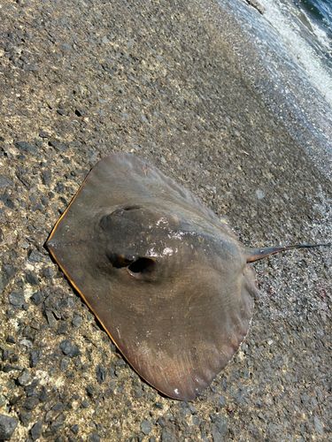 アカエイの釣果