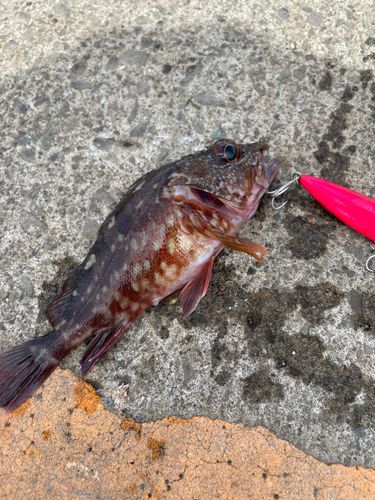カサゴの釣果
