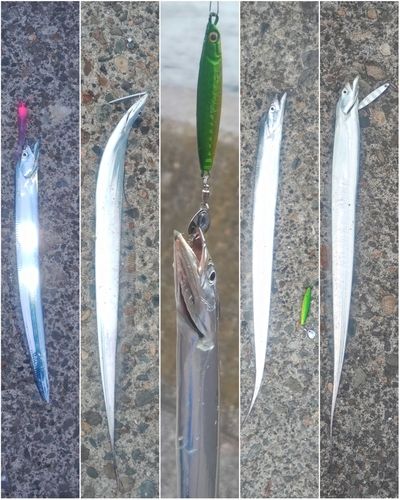 タチウオの釣果