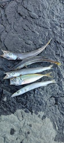 カマスの釣果