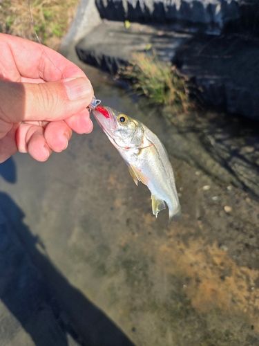 セイゴ（ヒラスズキ）の釣果