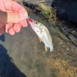 セイゴ（ヒラスズキ）