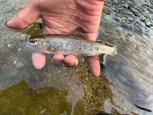 ニジマスの釣果